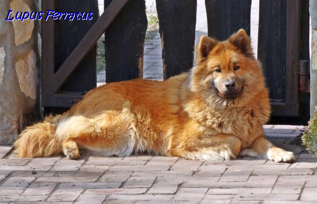 AUREA ARYA Lupus Ferratus - Lupus Ferratus FCI Eurasier